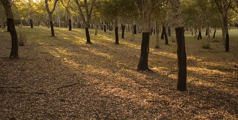 cork forrest 3.jpg